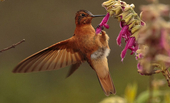 observacion de aves